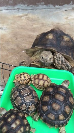 GIANT Sulcata Meets the Baby Sulcatas! 🐢❤️ | Tortoise Family