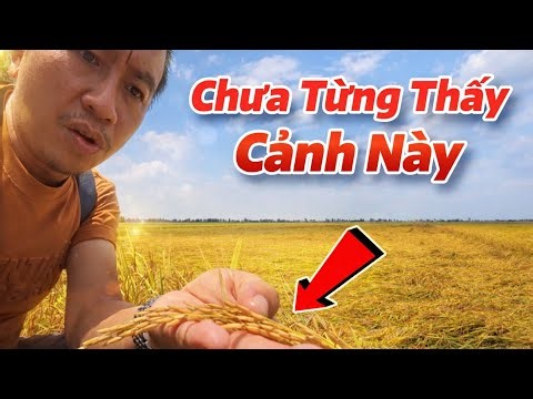 Vắng Vẻ Khó Tin 1000 Công Lúa Thu Hoạch Tại Dinh Đá Nổi | Đãi Toàn Món Độc Lạ Chưa Từng Thấy