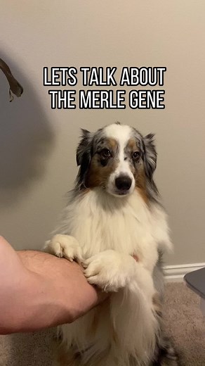 Understanding the Merle Gene in Dogs