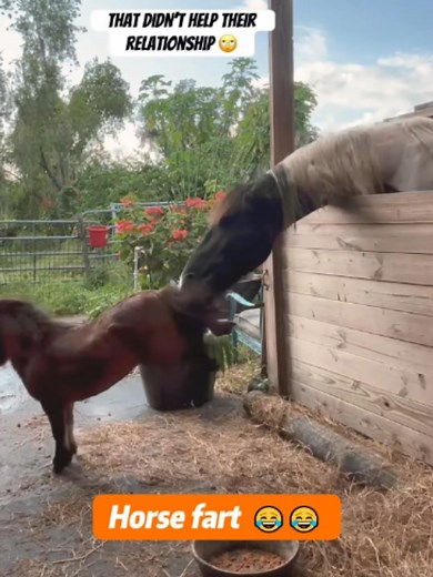 Horses Fart: Funny Horse Fart Video Compilation