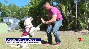 9.2K views · 164 reactions | One Defence Force veteran is over the moon, jumping for joy after getting his new companion dog with a high five. Meet Leon the Labrador; he's almost two-years-old and one of the first assistance pups to be handed over to veterans as part of a new government program. www.7NEWS.com.au #Dogs #7NEWS | 7NEWS Sydney | Facebook