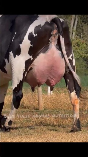 Top breed Cow #cow #dairyherd #dairyfarm #farming #baffalo #dairyproducts #bull #farm #animals