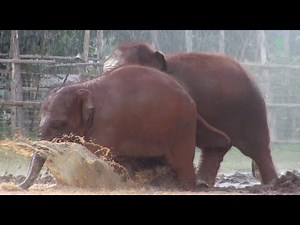 Two-Year Transformation Of Baby Elephant Chaba Being Rescued To Elephant Nature Park - ElephantNews