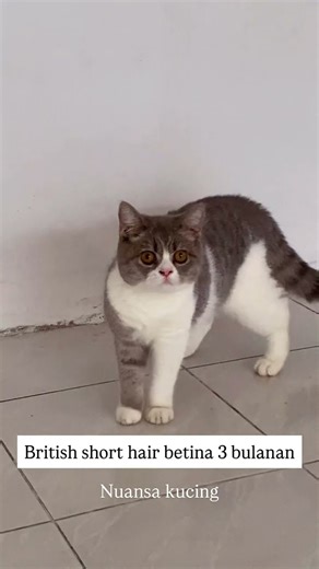 Kucing british short hair betina usia 3 bulanan siap adopsi jakarta selatan #kucingbritishshorthair