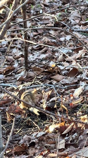 🐿️Cute little chipmunk in the woods eating🐿️