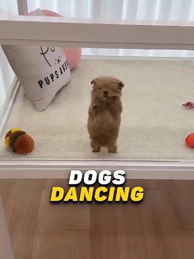 Funniest Dogs Dancing Compilation | Cute Pets Videos