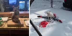 15 Adorable Animals Being Huge Jerks