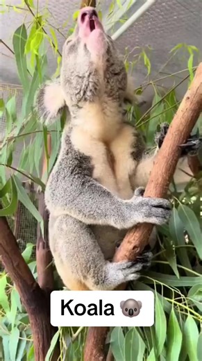 The Sound of A Koala Bear #fyp #viralvideo #cutevideo #wild #animals #koala #koalabear #funnysound #animalsoftiktok