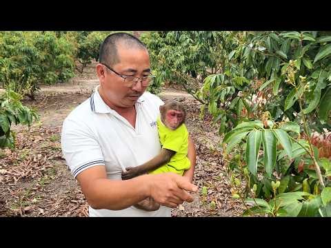 Su monkey's new life 🐒💕