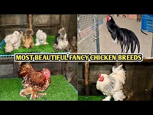 Most Beautiful Fancy Chicken Breeds At BK Farm
