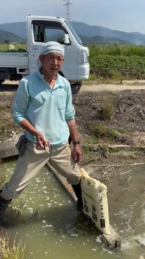 Traditional Rice Farming Methods: Paddy Planting and Fertilizing Process