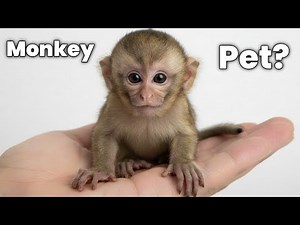 What Happens When You Keep a Monkey as a Pet?