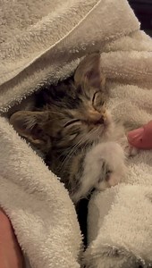 15K views · 1.7K reactions | ((( Mufasa Update ))) Mufasa made it...