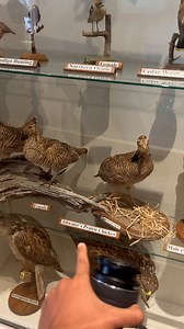 3.8K views · 23 reactions | The Attwater Prairie Chicken Refuge is hosting their 27th Annual Boomin and Bloomin Festival today until 2 p.m. | The Colorado County Citizen | Facebook