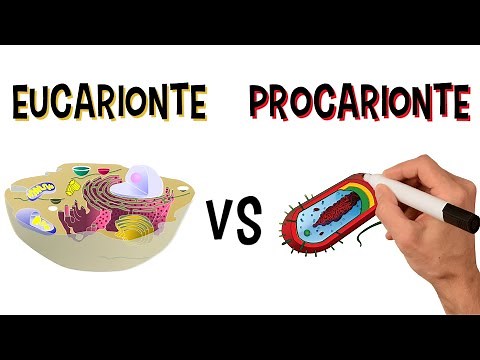 QUAIS AS PRINCIPAIS DIFERENÇAS ENTRE AS CÉLULAS EUCARIONTES E PROCARIONTES?