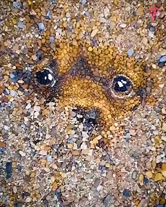 Artist makes amazing drawings by laying out pebbles | Fabiosa Daily
