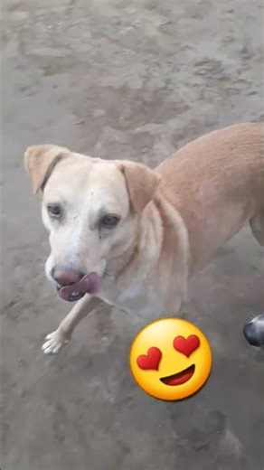 the love video of a dog like and subscribe for this couple dog😍❤