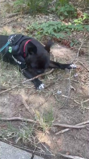 Spider Man is a 2 year old Bugg (Boston Terrier/Pug Mix) and weighs 16 lbs. He is very energetic and playful and can scale a 6-foot fence in just seconds. His adoptive family will need to have a wooden privacy fence to ensure his safety. Spider Man loves to play and will need an active family with another dog to play with. Even though Spider Man is a little shy with people at first, he warms up quickly and would love to be your shadow. Learn more at the URL below 👇🏻👇🏻👇🏻 https://www.bostonr