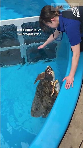 2020年産まれのアカウミガメ ♯ショート