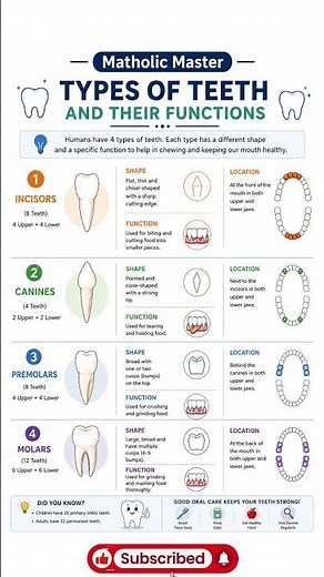 🦷Types of Teeth and Their Functions | Incisors, Canines, Premolars & Molars Explained | #shorts