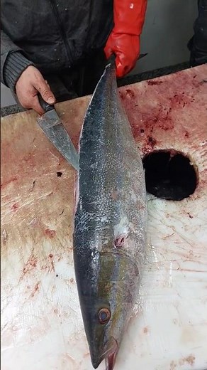 Master the Art of Fish Filleting | Learn How to Skin Like a Pro! (ASMR)