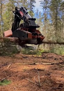 Amazing cutting skills (C) . | Victor John