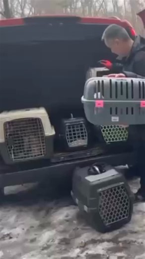 As we approach the 4th anniversary of the full-scale invasion of Ukraine, we are committed to continue supporting our partners in Dnipro. Here is a quick glimpse into the latest street dog spay effort. Thank you to everyone who makes this work possible from our generous donors to the hardworking Dnipro team, and the incredible veterinary team. Every spay surgery means that there will be less dogs suffering on the street! #supportukraine #helpstreetdogs #sochidogs | Sochi Dogs: Extraordinary Stra