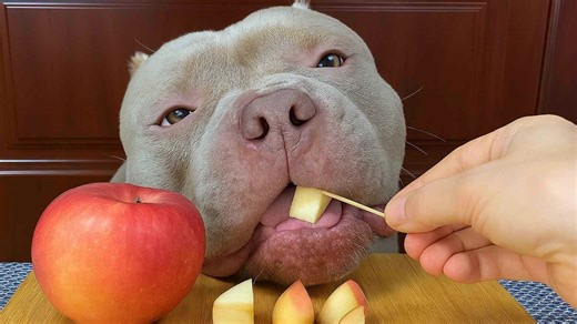 Dog Eating Apple Pieces