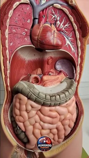 Where Is the Pancreas? 🧠 Hidden Organ Explained! #anatomy