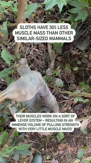 5.3K views · 986 reactions | Did you know this about sloths?? #FridayFacts | The Sloth Conservation Foundation | Facebook