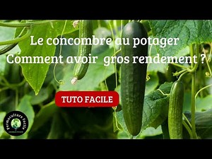 Cucumber in the permaculture garden: Easy growing tutorial