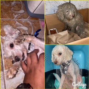 Caso externo Este angelito que le pusimos de nombre BOBBY,fue...