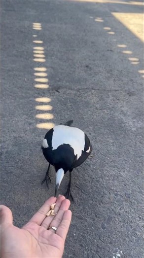 This Magpie Eats Right Out of My Hand #magpies #wildlife #shorts