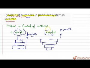 Pyramid of numbers in pond ecosystem is inverted.