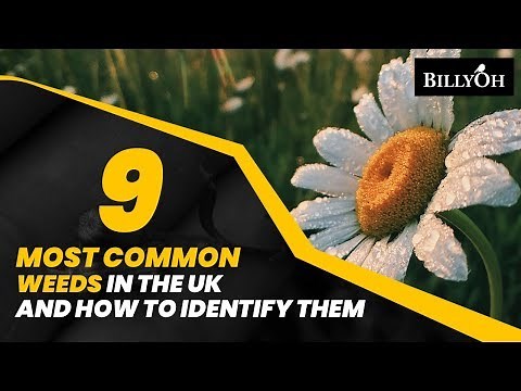 9 Most Common Weeds In The UK and How to Identify Them - Easy Gardening Hacks For Beginners