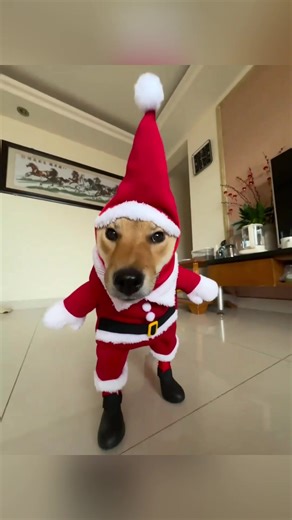 The puppy’s Christmas costume 🐶🎄 #doglover #chirstmas #cutedog #costume #foryou