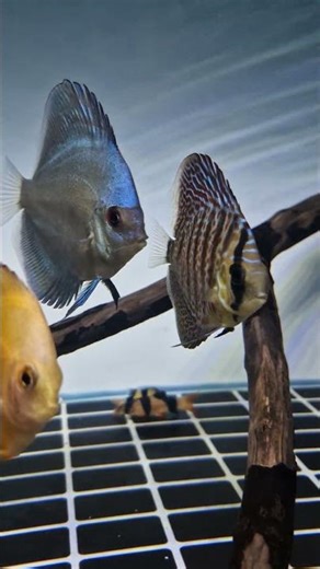 Varieties of Exotic Discus schooling together in #myfishyroom #exoticaquariumfish #discusfish 🔱🧿🔱