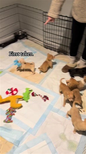 Adorable Chihuahuas and Their Tiny Toys