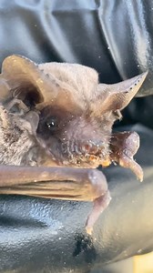 11K views · 1.6K reactions | After a no-fly January, we were worried about this last round of freezes. But weeks of bridge sweeps turned up only a few handfuls of bats. Here’s two of them..#austinbats #mexicanfreetailedbats #freezebats | Austin Bat Refuge | Facebook