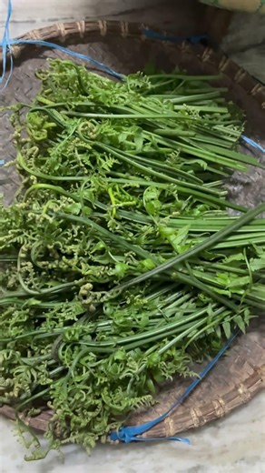 Weekend Fiddlehead Hunting 🌿 | Fresh Forest Harvest Adventure