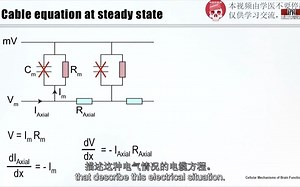 【脑功能的细胞机制】| 电缆特性（1.5）每天学习一小时！！！