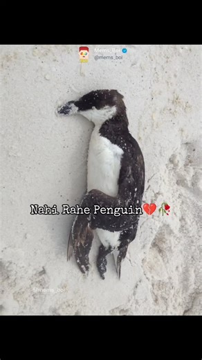 Mems_boi on Instagram: "Om shanti 😭💔🥀Tag ur friends 😂@mems_boi . . . NOTE Dm For Credit & Removal . . Copyright Disclaimer under section 107 of the Copyright Act of 1976, allowance is made for "fair use" for purposes such as criticism, comment, news reporting, teaching, scholarship, education and research. Fair use is a use permitted . . . #penguin #rip #died #legend #memes #trending #funny #viralreels #reelsindia"