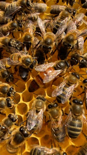 18K views · 549 reactions | The queen bee is the central figure in a...