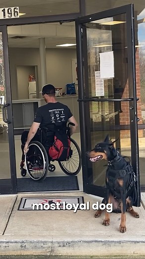 139K views · 6.3K reactions | Dobermans Will Be the New Standard for Service Dogs! #doberman #dobermanpinscher #dobermanservicedog #dobermanplanet | Doberman Planet | Facebook