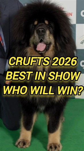 Crufts 2026 Best in Show Finalists… Who Wins? 👀🏆 Crufts2026 #BestInShow #CruftsFinalists #DogShow