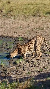 Cute cheetah cubs and their mum visit a waterhole #lalashemaasaimara #luxurysafari To enquire about, or book, a safari at one of Lalashe Maasai Mara's Camps you can email reservations@lalashemara.com Call or WhatsApp 254727111195 or visit the website at www.lalashemara.com Download our brochures to learn more about the camps: www.lalashemara.com/brochures | Rob The Ranger Wildlife Videos