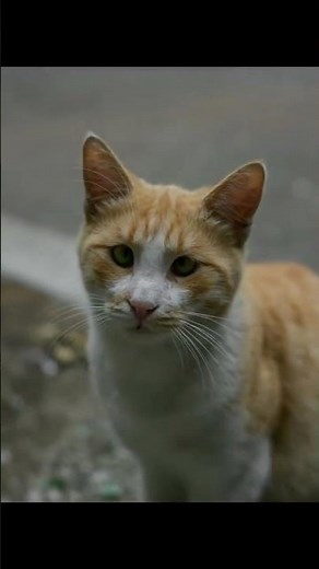 Why Do Cats Knead? The Adorable Meaning Behind This Behaviors!