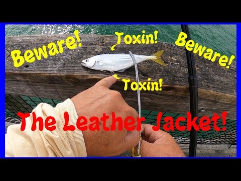 Toxic Leather Jacket Fish and Tips Navarre Pier