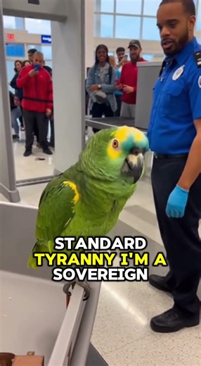 Parrot Claims Bird Law At Airport Security #shorts #parrot #funny