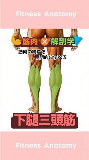 【筋肉×解剖学】下腿三頭筋
